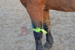 Badyhoeve is een terrein dat tot 3kinderen en hun pony's met de hond Djackson behoort.