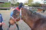 Badyhoeve is een terrein dat tot 3kinderen en hun pony's met de hond Djackson behoort.