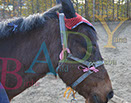 Badyhoeve is een terrein dat tot 3kinderen en hun pony's met de hond Djackson behoort.