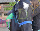 Badyhoeve is een terrein dat tot 3kinderen en hun pony's met de hond Djackson behoort.