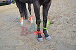 Badyhoeve is een terrein dat tot 3kinderen en hun pony's met de hond Djackson behoort.