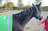 Badyhoeve is een terrein dat tot 3kinderen en hun pony's met de hond Djackson behoort.