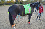 Badyhoeve is een terrein dat tot 3kinderen en hun pony's met de hond Djackson behoort.