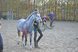 Badyhoeve is een terrein dat tot 3kinderen en hun pony's met de hond Djackson behoort.