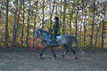 Badyhoeve is een terrein dat tot 3kinderen en hun pony's met de hond Djackson behoort.