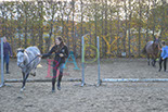 Badyhoeve is een terrein dat tot 3kinderen en hun pony's met de hond Djackson behoort.