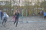Badyhoeve is een terrein dat tot 3kinderen en hun pony's met de hond Djackson behoort.