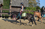 Badyhoeve is een terrein dat tot 3kinderen en hun pony's met de hond Djackson behoort.
