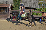Badyhoeve is een terrein dat tot 3kinderen en hun pony's met de hond Djackson behoort.