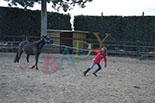 Badyhoeve is een terrein dat tot 3kinderen en hun pony's met de hond Djackson behoort.