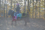 Badyhoeve is een terrein dat tot 3kinderen en hun pony's met de hond Djackson behoort.