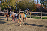 Badyhoeve is een terrein dat tot 3kinderen en hun pony's met de hond Djackson behoort.