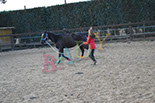 Badyhoeve is een terrein dat tot 3kinderen en hun pony's met de hond Djackson behoort.
