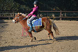 Badyhoeve is een terrein dat tot 3kinderen en hun pony's met de hond Djackson behoort.