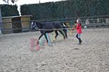 Badyhoeve is een terrein dat tot 3kinderen en hun pony's met de hond Djackson behoort.
