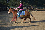 Badyhoeve is een terrein dat tot 3kinderen en hun pony's met de hond Djackson behoort.
