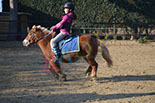 Badyhoeve is een terrein dat tot 3kinderen en hun pony's met de hond Djackson behoort.