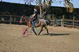 Badyhoeve is een terrein dat tot 3kinderen en hun pony's met de hond Djackson behoort.