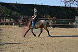 Badyhoeve is een terrein dat tot 3kinderen en hun pony's met de hond Djackson behoort.