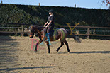 Badyhoeve is een terrein dat tot 3kinderen en hun pony's met de hond Djackson behoort.