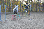 Badyhoeve is een terrein dat tot 3kinderen en hun pony's met de hond Djackson behoort.