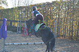 Badyhoeve is een terrein dat tot 3kinderen en hun pony's met de hond Djackson behoort.