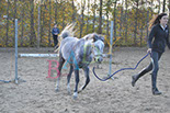 Badyhoeve is een terrein dat tot 3kinderen en hun pony's met de hond Djackson behoort.