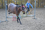Badyhoeve is een terrein dat tot 3kinderen en hun pony's met de hond Djackson behoort.