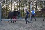 Badyhoeve is een terrein dat tot 3kinderen en hun pony's met de hond Djackson behoort.