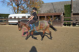 Badyhoeve is een terrein dat tot 3kinderen en hun pony's met de hond Djackson behoort.
