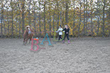 Badyhoeve is een terrein dat tot 3kinderen en hun pony's met de hond Djackson behoort.