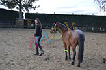 Badyhoeve is een terrein dat tot 3kinderen en hun pony's met de hond Djackson behoort.