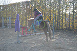 Badyhoeve is een terrein dat tot 3kinderen en hun pony's met de hond Djackson behoort.