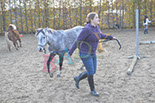 Badyhoeve is een terrein dat tot 3kinderen en hun pony's met de hond Djackson behoort.