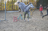 Badyhoeve is een terrein dat tot 3kinderen en hun pony's met de hond Djackson behoort.