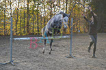 Badyhoeve is een terrein dat tot 3kinderen en hun pony's met de hond Djackson behoort.