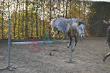 Badyhoeve is een terrein dat tot 3kinderen en hun pony's met de hond Djackson behoort.