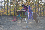 Badyhoeve is een terrein dat tot 3kinderen en hun pony's met de hond Djackson behoort.