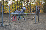 Badyhoeve is een terrein dat tot 3kinderen en hun pony's met de hond Djackson behoort.