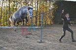 Badyhoeve is een terrein dat tot 3kinderen en hun pony's met de hond Djackson behoort.
