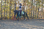 Badyhoeve is een terrein dat tot 3kinderen en hun pony's met de hond Djackson behoort.