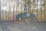 Badyhoeve is een terrein dat tot 3kinderen en hun pony's met de hond Djackson behoort.