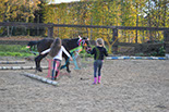 Badyhoeve is een terrein dat tot 3kinderen en hun pony's met de hond Djackson behoort.