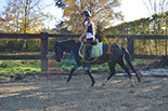 Badyhoeve is een terrein dat tot 3kinderen en hun pony's met de hond Djackson behoort.