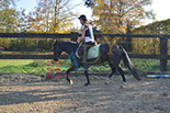 Badyhoeve is een terrein dat tot 3kinderen en hun pony's met de hond Djackson behoort.