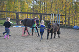 Badyhoeve is een terrein dat tot 3kinderen en hun pony's met de hond Djackson behoort.