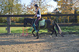 Badyhoeve is een terrein dat tot 3kinderen en hun pony's met de hond Djackson behoort.