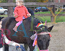 Badyhoeve is een terrein dat tot 3kinderen en hun pony's met de hond Djackson behoort.