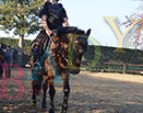 Badyhoeve is een terrein dat tot 3kinderen en hun pony's met de hond Djackson behoort.