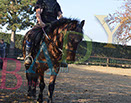 Badyhoeve is een terrein dat tot 3kinderen en hun pony's met de hond Djackson behoort.